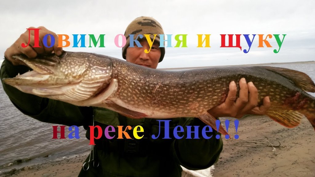 Ловим окуня и щуку на реке Лене в Якутии
