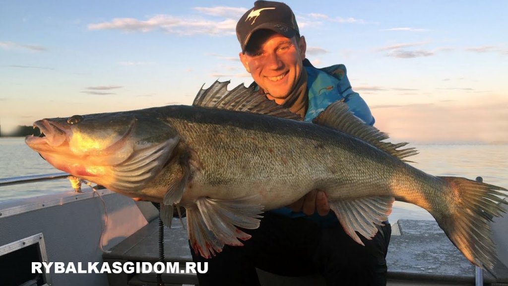 Трофейный судак Иваньковского водохранилища