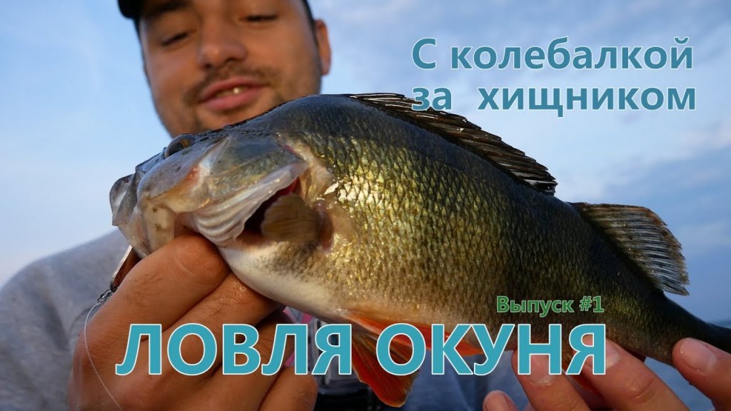 C колебалкой за хищником, выпуск #1, ЛОВЛЯ ОКУНЯ C колебалкой за хищником, выпуск #1, ЛОВЛЯ ОКУНЯ