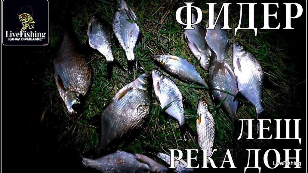 Рыбалка на фидер. Лещ. Река Дон. (LIveFishing)