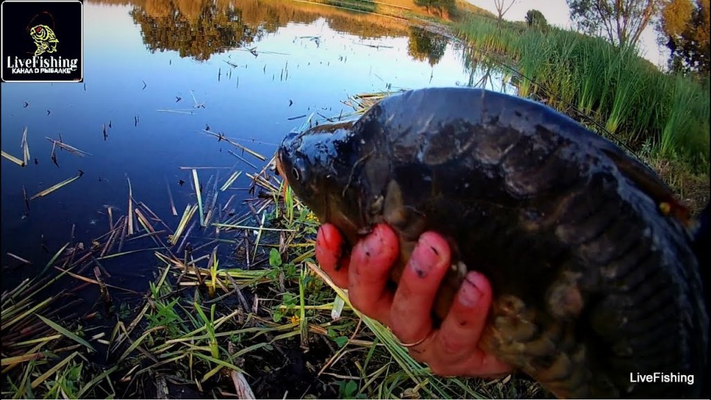 Карп на поплавочную удочку и фидер. Отличная рыбалка. Бешеный клев! (LiveFishing)