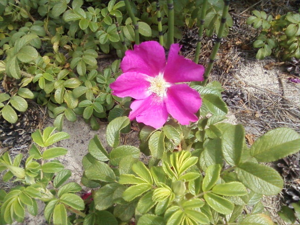 цветет шиповник