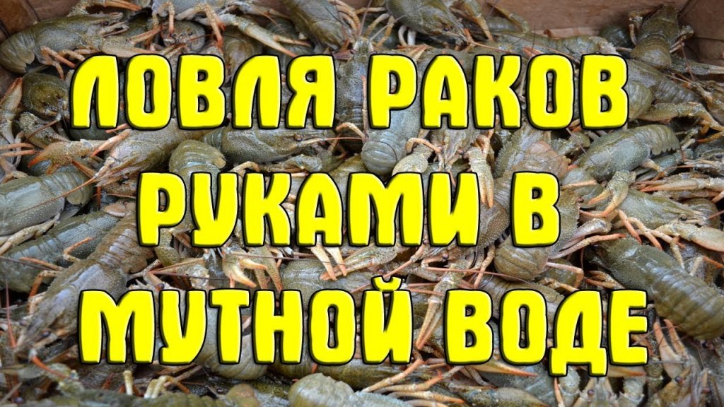 Ловля раков руками в мутной воде. Как ловить раков в норах. Гнилопять. 2017. Catch crayfish by hand