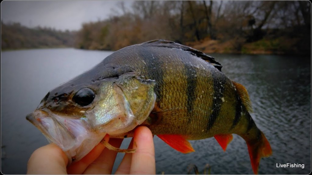 Ловля на спиннинг осенью. Резина  Lucky John, Фанатик. (LiveFishing)