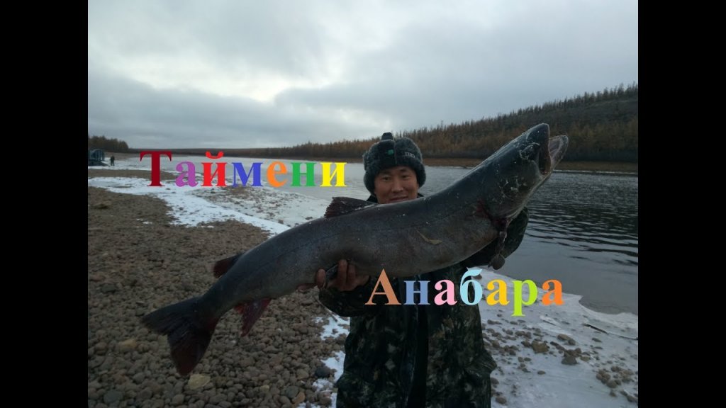 Таймени и алмазы реки Анабар! Якутия Yakutia