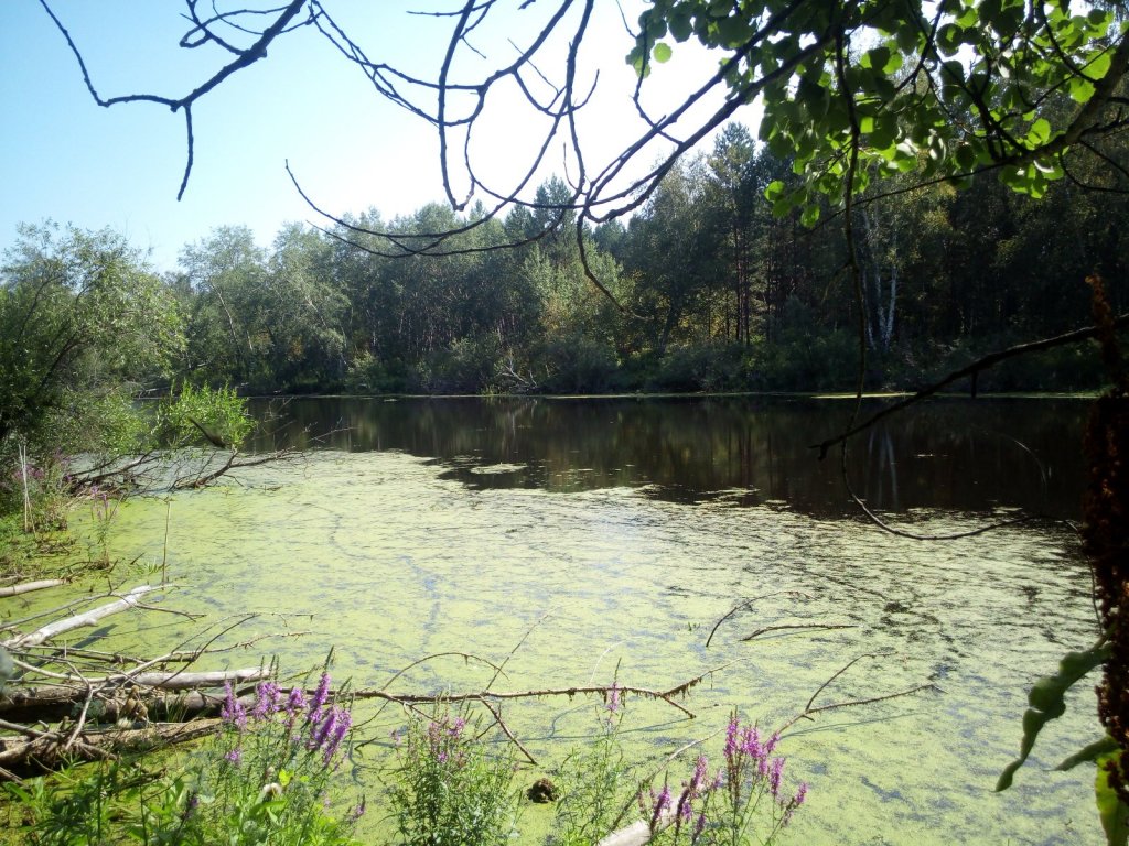 Озеро в Мошкоском бору