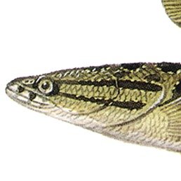 snakehead
