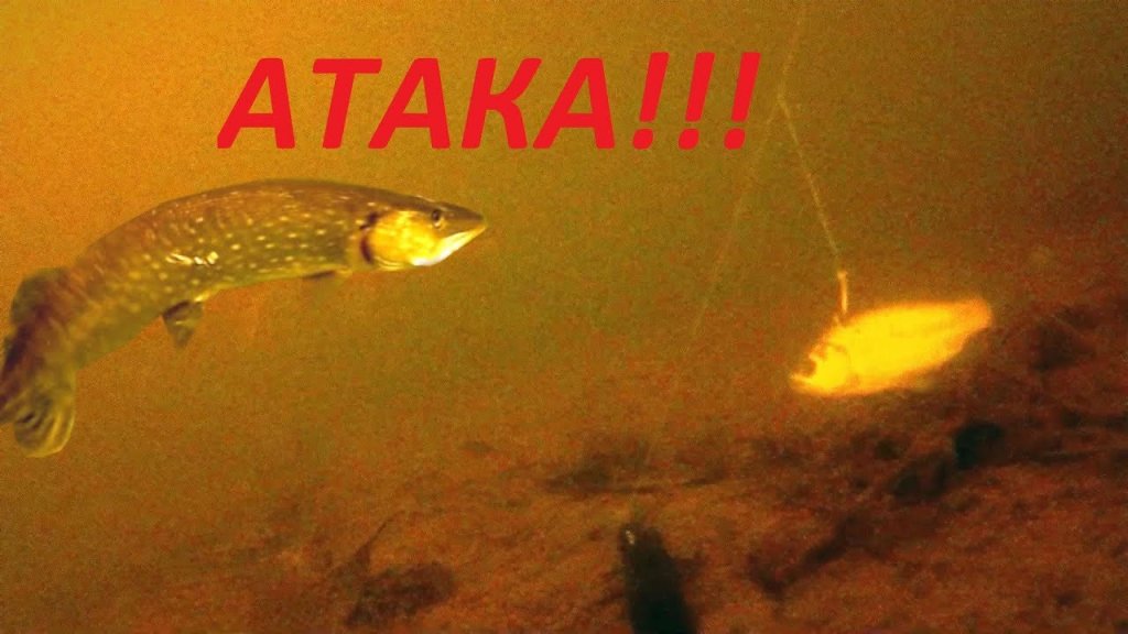 Щука на живца. Атака щуки! Зимняя рыбалка 2018. Pike attack