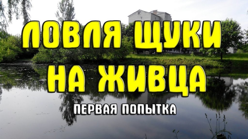 Ловля щуки на живца (живцовую) снасть. Первая попытка Ловля щуки на живца (живцовую) снасть. Первая попытка