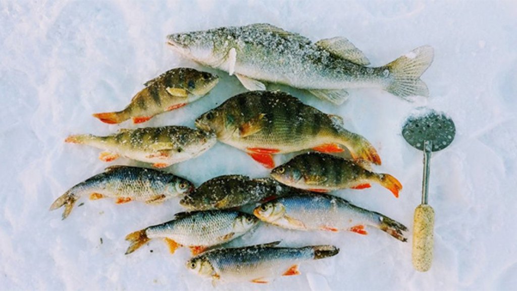 Полнолуние клев рыбы: как это влияет на рыболовов?