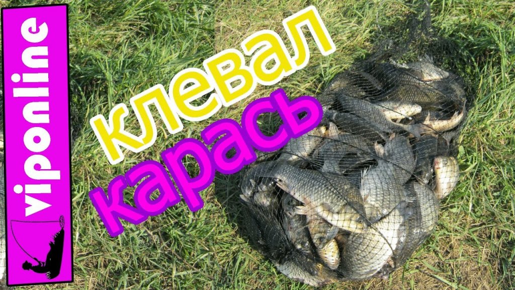 Ловля карася на удочку рыбалка в сибири радует рыбалка на реке Ловля карася на удочку рыбалка в сибири радует рыбалка на реке