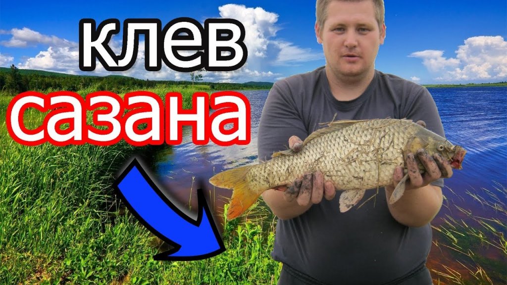 ???? Рыбалка на реке Чулым клевал сазан дуром и клев карася порадовал ???? Рыбалка на реке Чулым клевал сазан дуром и клев карася порадовал