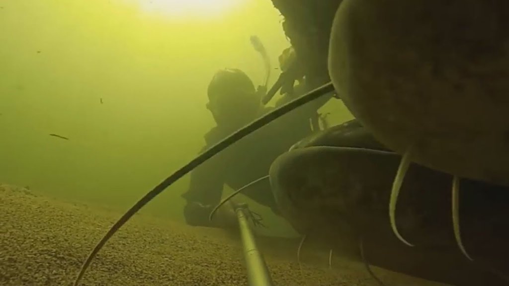 Подводная съемка: огромные сомы и карпы не боятся рыбака!