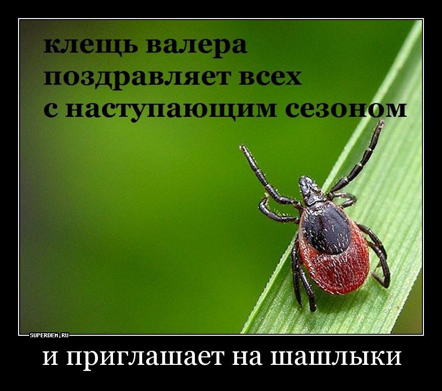 Смешные картинки про клещей валеру