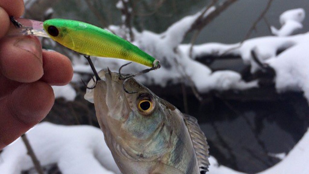 Jackall Soul Shad 45SP — мой зимний фаворит Jackall Soul Shad 45SP — мой зимний фаворит
