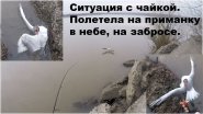 Поймалась чайка на рыбалке. Поймалась чайка на рыбалке.