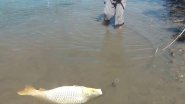 Дикий сазан на поплавок. Вес гиганта - 22 килограмма Дикий сазан на поплавок. Вес гиганта - 22 килограмма