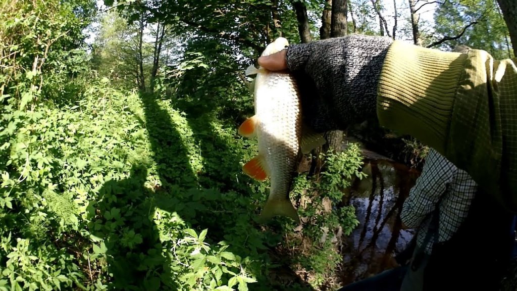 Ловля голавля на красивой микроречке в Калининградской области. Щука | запекание рыбы в фольге.