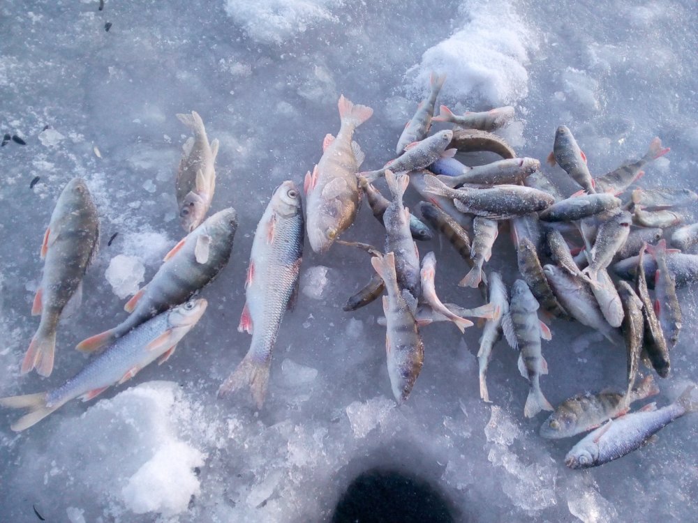 Вести с водоемов новосибирской области. Зимняя рыбалка в Новосибирской области. Вести с водоемов. Рыбалка зимой на ине. Вести с водоемов зимних.
