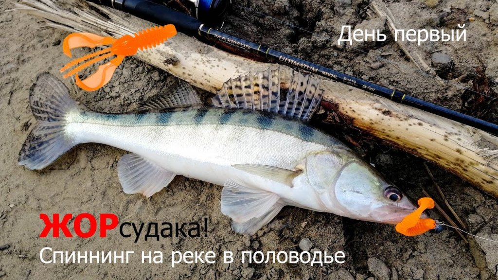 Жор судака в половодье! День первый. Жор судака в половодье! День первый.