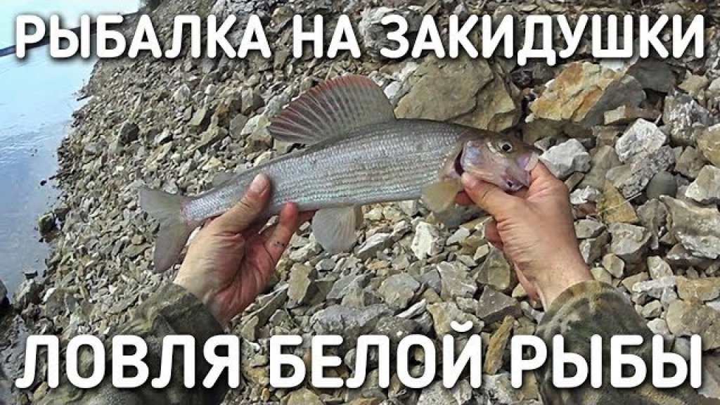 Рыбалка на закидушки / ловля белой рыбы