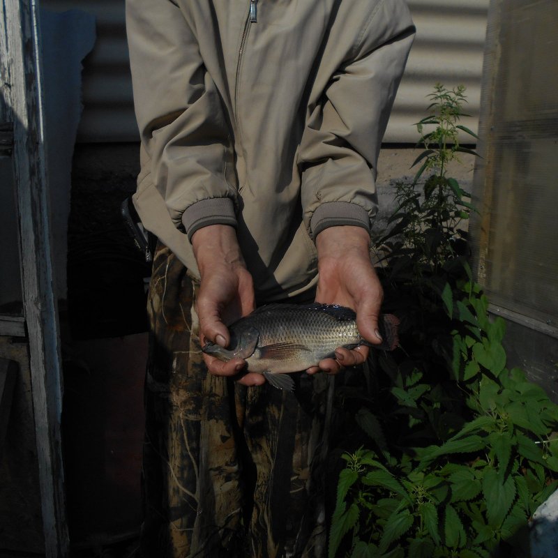 Что за рыба поймана в сибирском водоёме?