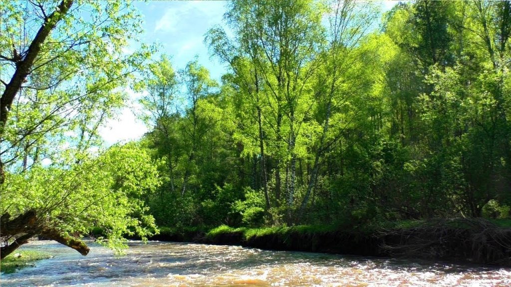 У речки в Горном Алтае