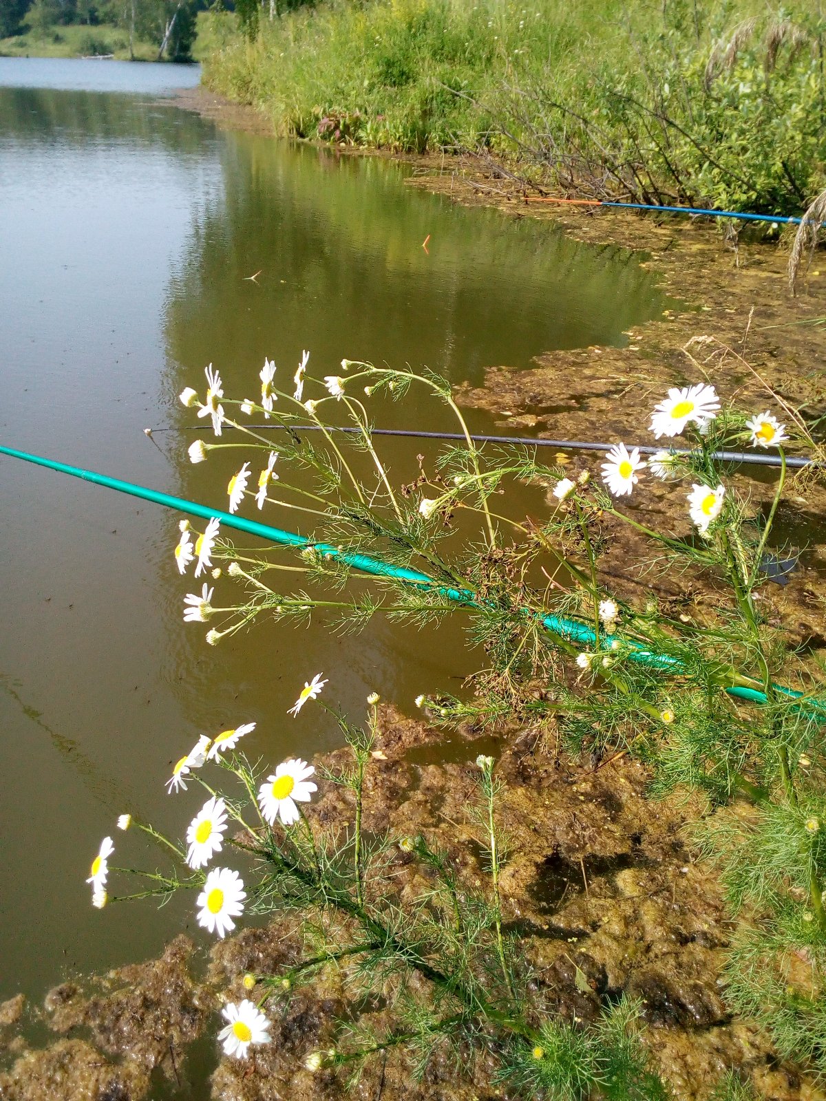 Село Раздольное. Озеро из детства, рыбалка на карасика. | Вести с водоемов