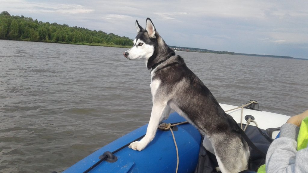 Лучший напарник для рыбалки!