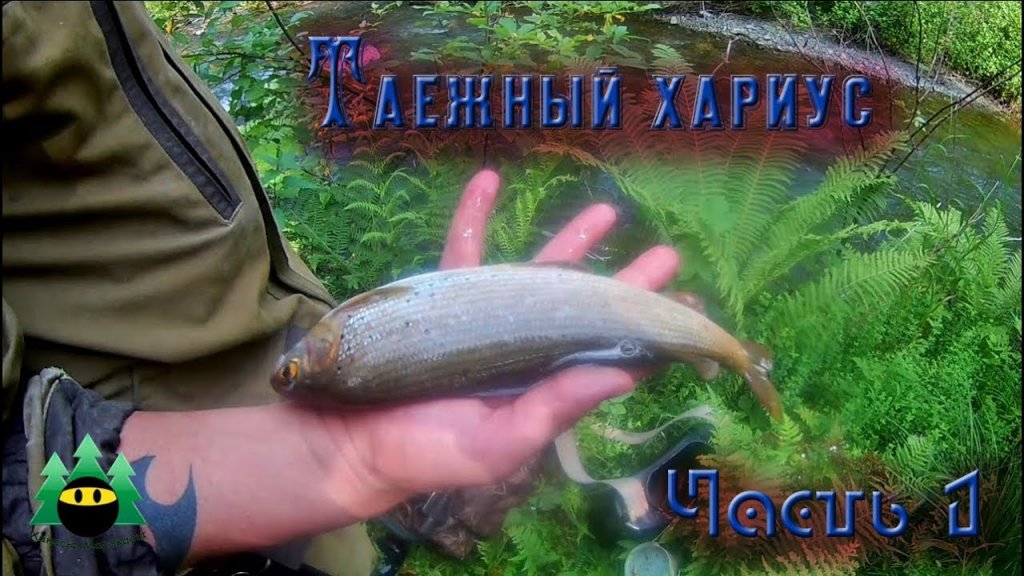 Рыбалка на таежной речке (часть 1) | Fishing on the taiga river (part 1)