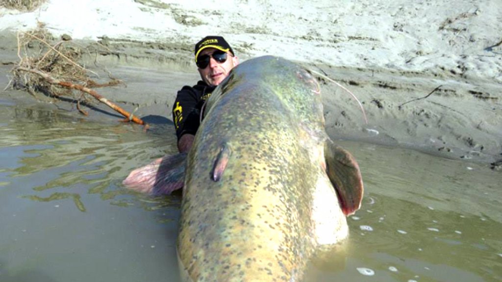 Рыбак тащит огромного судака, и тут на рыбу напал гигантский сом!