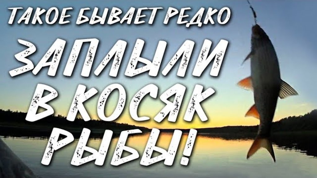 Такое бывает редко / заплыли в косяк рыбы / рыбалка на печоре