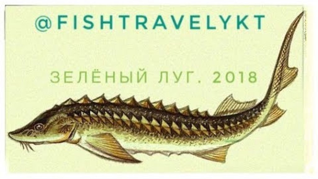 FISHTRAVELYKT - Вытащили старую сеть на Зелёном лугу с осетром!!!