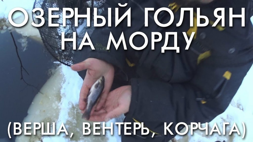 Ловля озерного гольяна на морду верша вентерь корчага