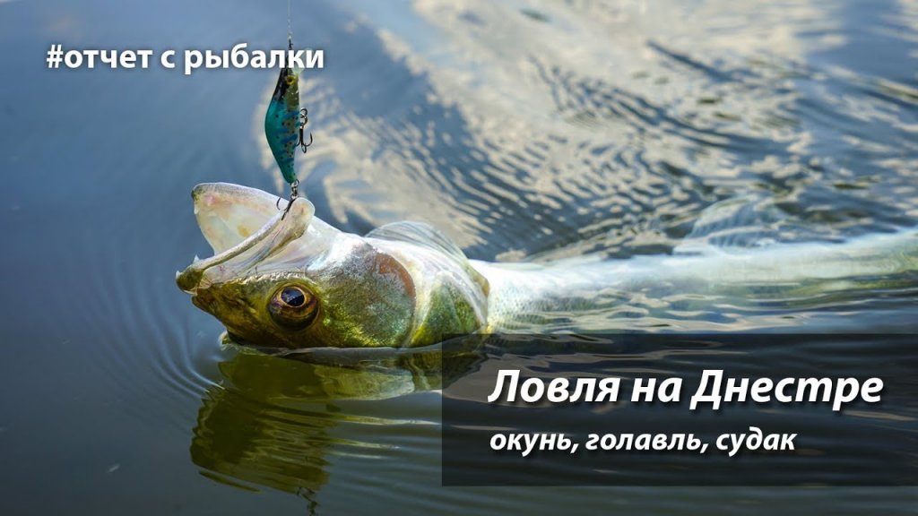 Рыбалка на реке Днестр. Окунь, голавль, судак.