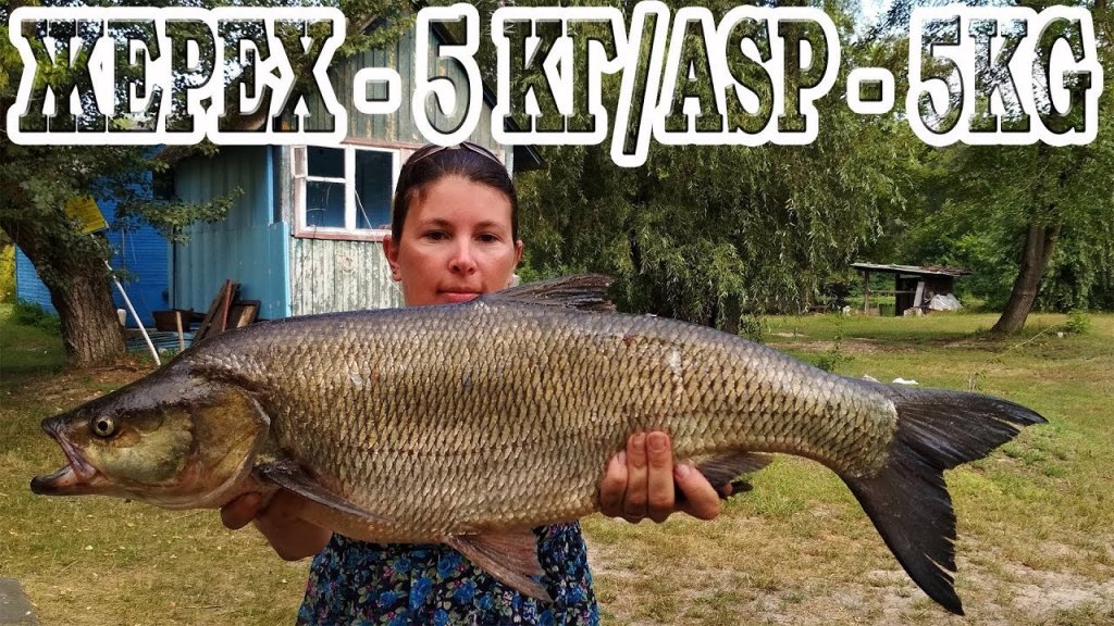 Жерех - 5 кг / ASP - 5 kg