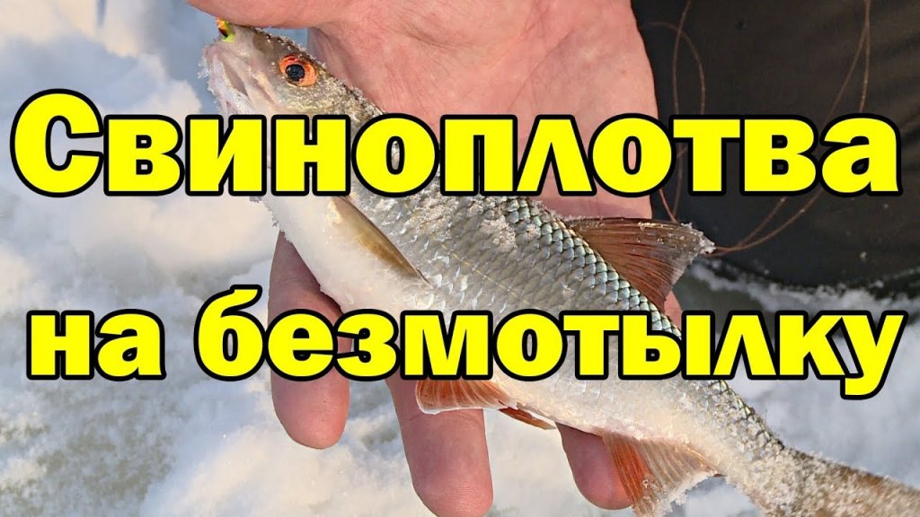 ЛУЧШАЯ БЕЗМОТЫЛКА .на плотву. Свиноплотва атакует. Зимняя рыбалка ЛУЧШАЯ БЕЗМОТЫЛКА .на плотву. Свиноплотва атакует. Зимняя рыбалка