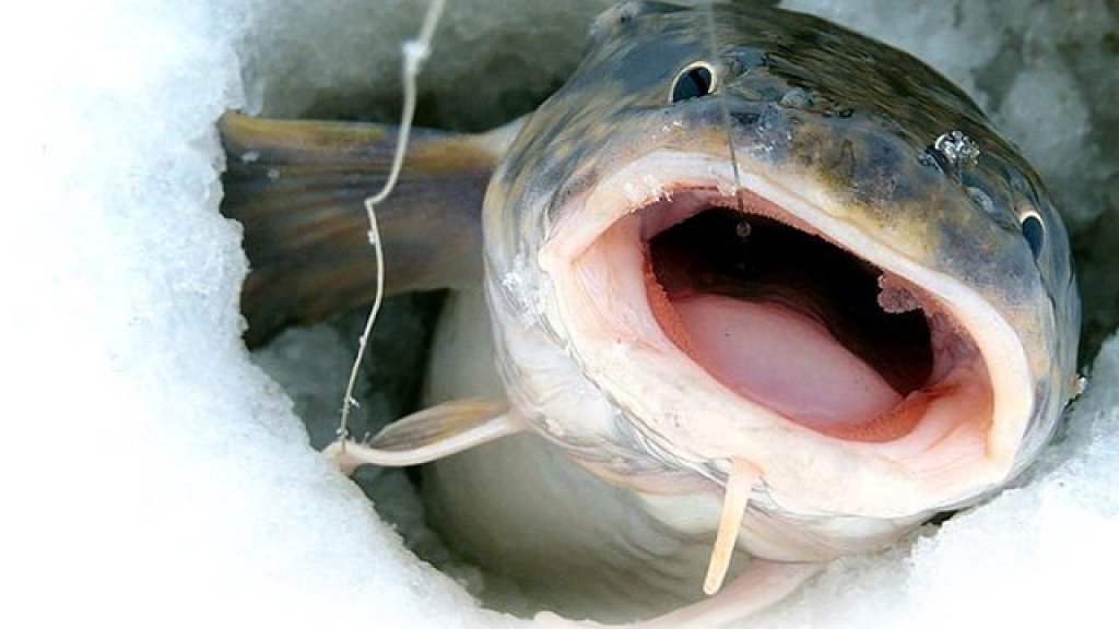 Какая рыба обитает в реке Иртыш?