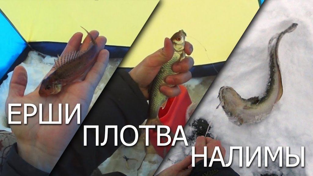 Ерши / плотва / налимы / снимаем продольники Ерши / плотва / налимы / снимаем продольники