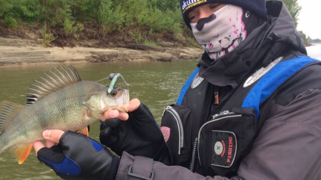 Обзор приманки Jackall I Shad Tail Обзор приманки Jackall I Shad Tail