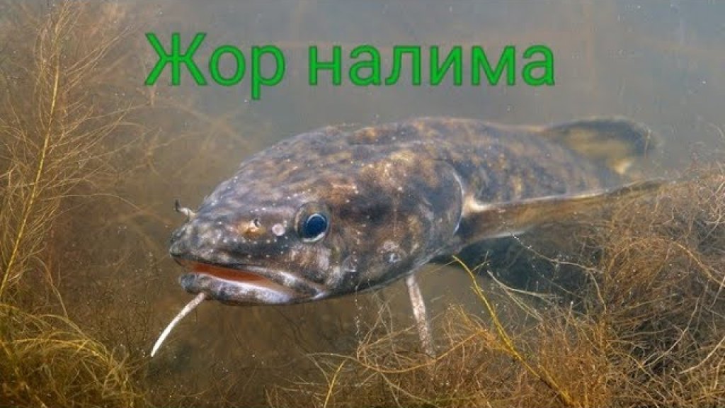 Видео съемка налима при ловле. Видео съемка налима при ловле.
