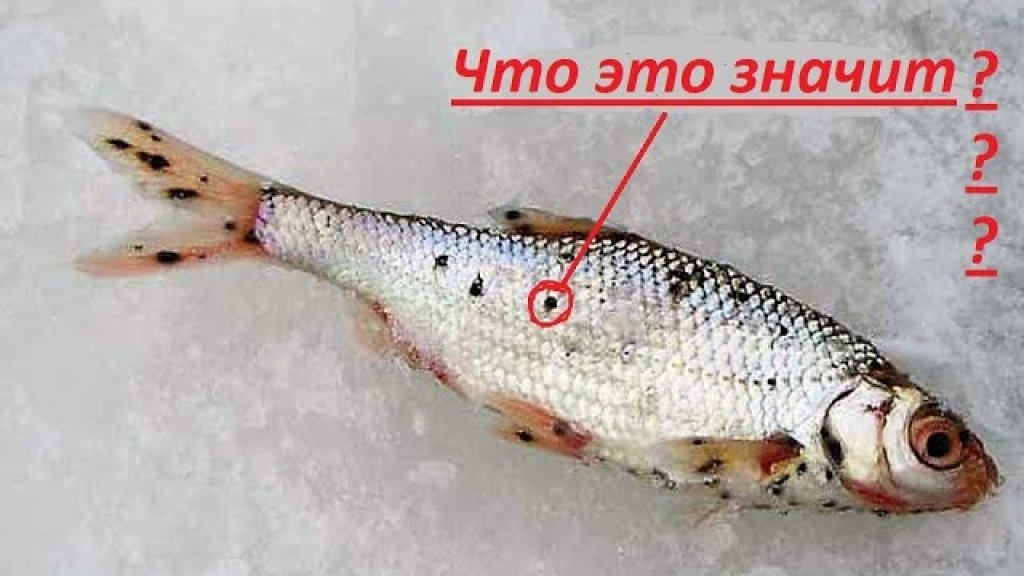 черные точки на теле рыбы.опасны ли они для человека???????????