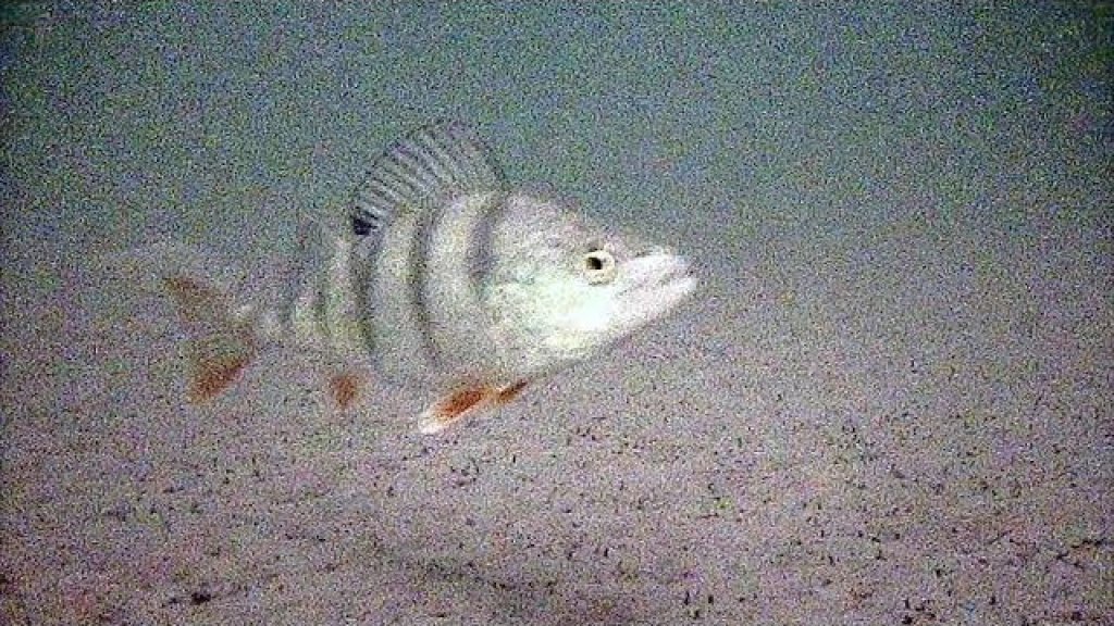 Как найти рыбу зимой на водоеме  Находим рыбу быстро и легко с помощью подводной камеры