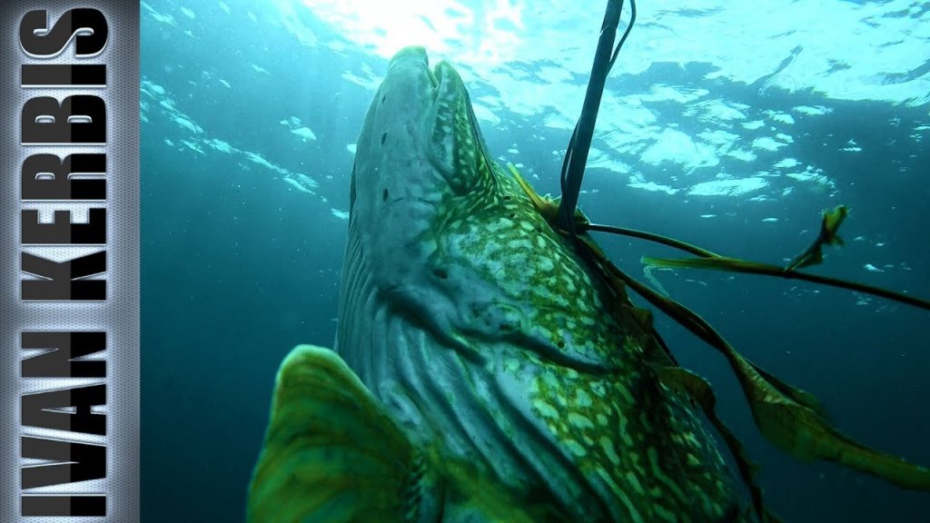 «Тувинское сафари на щуку» | Подводная охота в Туве (Тизер)