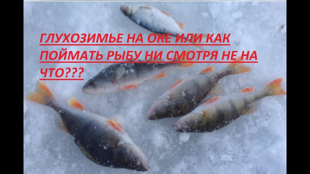 Глухозимье на оке. Лучшая безмотылка)))) Глухозимье на оке. Лучшая безмотылка))))