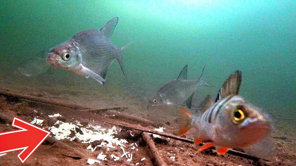 Ловля рыбы на бокоплав подледная съемка
