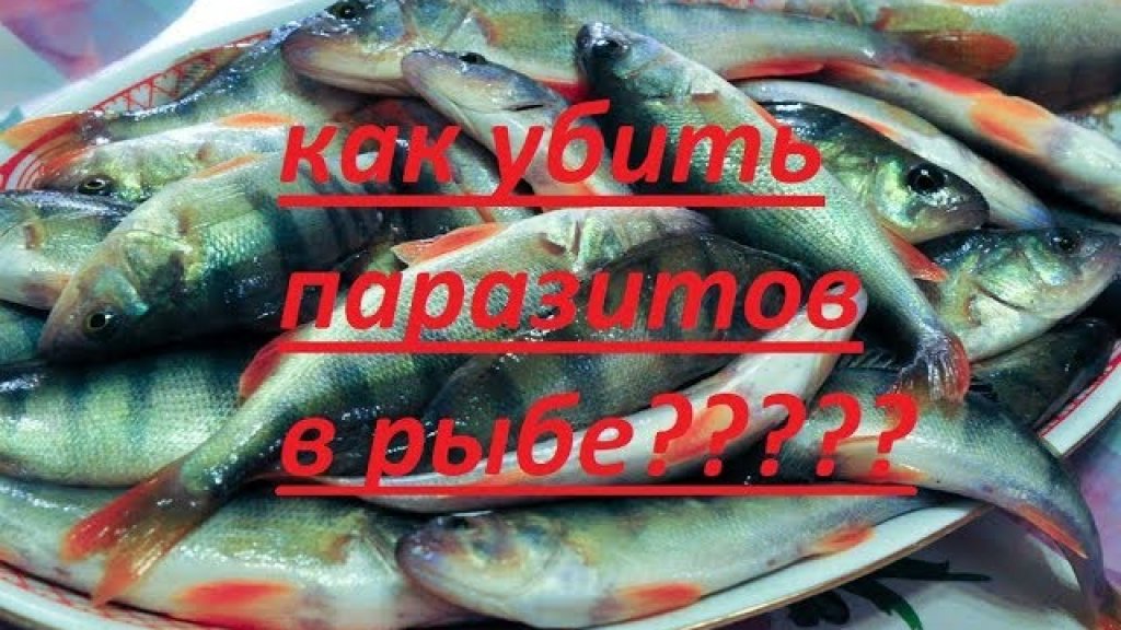 Как убить паразитов в рыбе? Основные способы