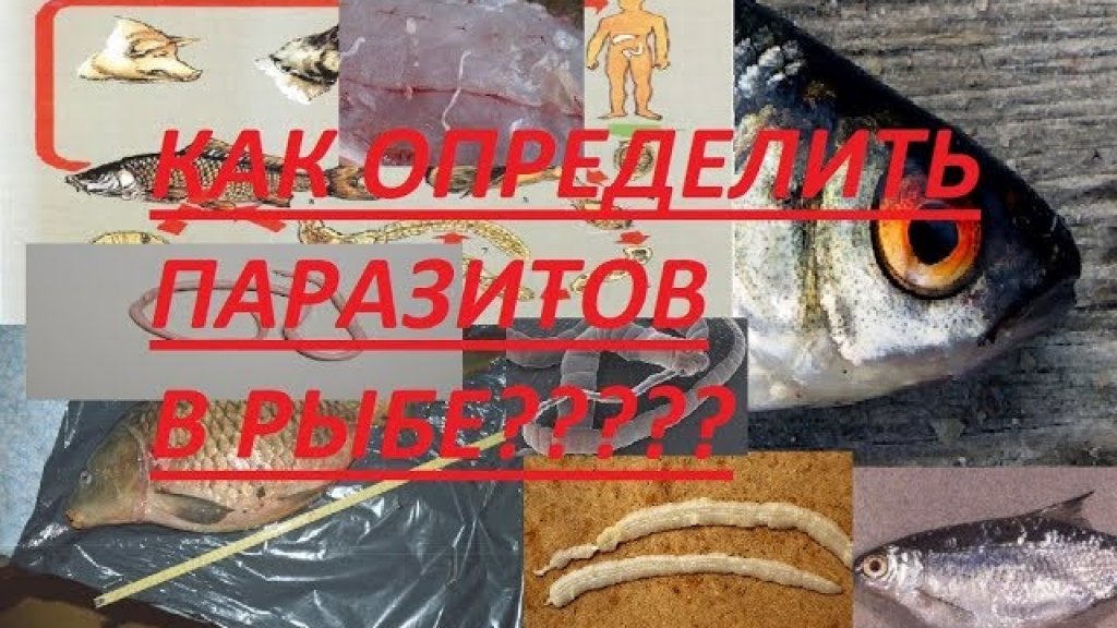 ОПАСНЫЕ паразиты в рыбе!!!какие болезни они вызывают и как их определить в рыбе???