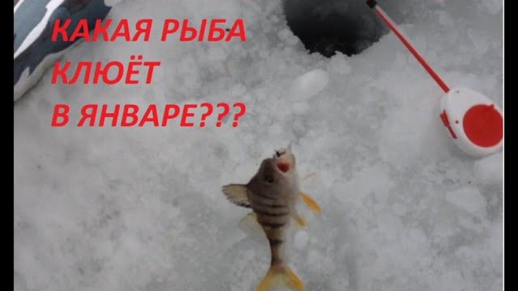 Рыбалка в сильный ветер!!!какая рыба клюёт в глухозимье Рыбалка в сильный ветер!!!какая рыба клюёт в глухозимье