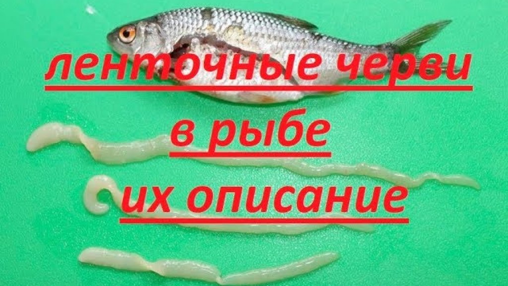 Ленточные черви в рыбе. Их описание Ленточные черви в рыбе. Их описание